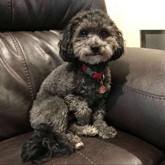 MEET YOUR POSHER: Kelsey - Picture 2 of 2